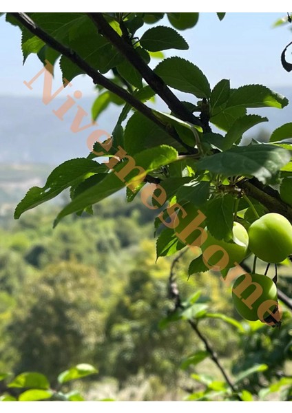 Nivemeshome Hatay Yöresine Ait Yeşil Erik 1,5 kg