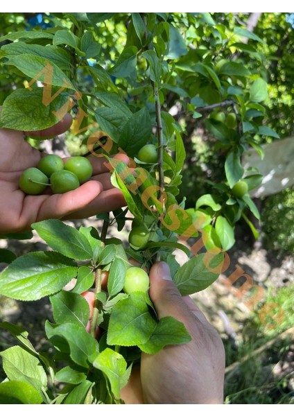 Nivemeshome Hatay Yöresine Ait Yeşil Erik 1,5 kg