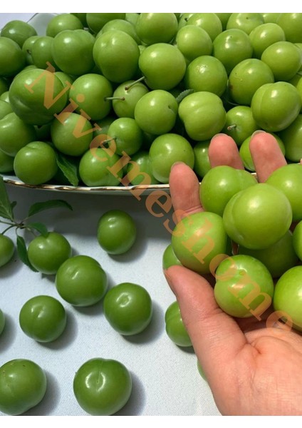 Nivemeshome Hatay Yöresine Ait Yeşil Erik 1,5 kg
