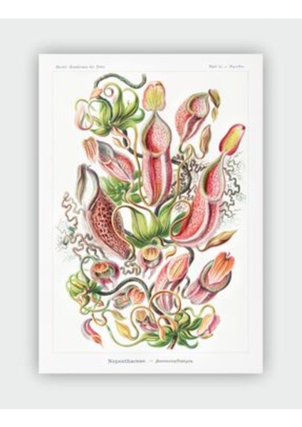 Nepenthaceae Kunstformen Der Natur Ernst Haeckel Duvar Posteri - Kalın Kağıt - Çerçevesiz