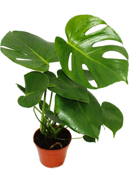 Monstera - Deve Tabanı 60-80 cm