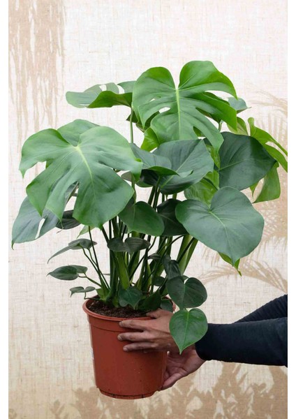 Monstera - Deve Tabanı 60-80 cm
