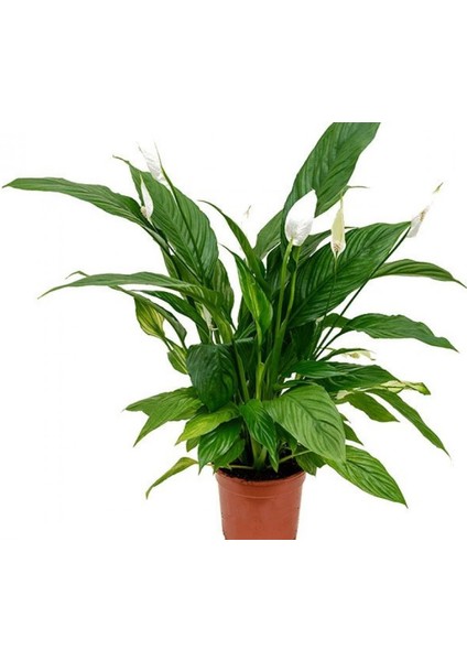 Barış Çiçeği – Spathiphyllum 40CM 3 Adet