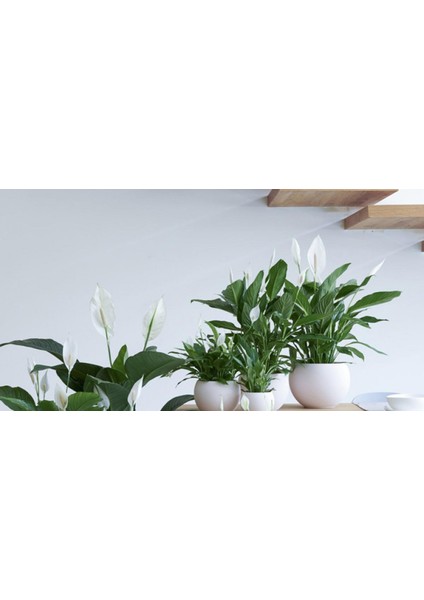 Barış Çiçeği – Spathiphyllum 40CM 3 Adet