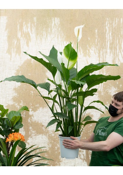 Barış Çiçeği – Spathiphyllum 40CM 3 Adet