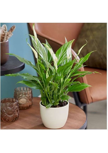 Barış Çiçeği – Spathiphyllum 40CM 3 Adet