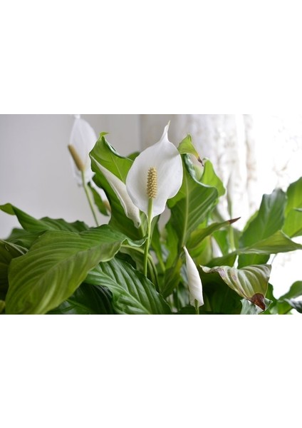 Barış Çiçeği – Spathiphyllum 40CM 3 Adet