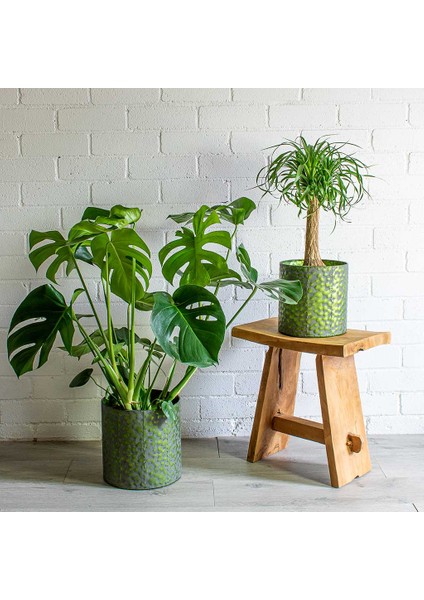 Monstera - Deve Taban 40- 60 cm 2 Adet