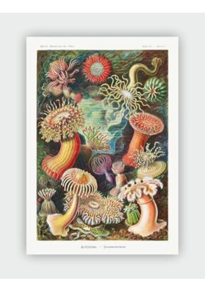 Kunstformender Natur Ernst Haeckel Duvar Posteri - Kalın Kağıt - Çerçevesiz