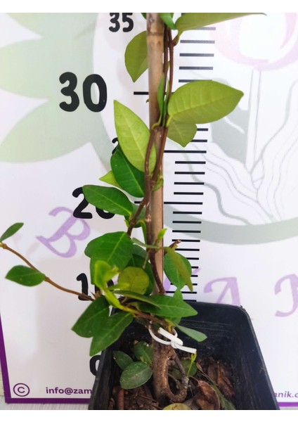 Arap Yasemini (Rhyncospermum jasminoides) - Hoş Kokulu ve Dayanıklı Sarmaşık Bitkisi 100 CM+ modelleri