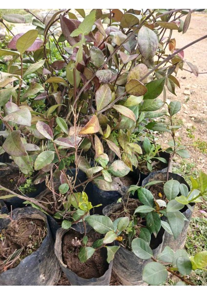 Arap Yasemini Fidanı Yoğun Kokulu Tüplü fiyatları