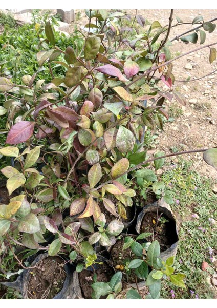 Arap Yasemini Fidanı Yoğun Kokulu Tüplü modelleri