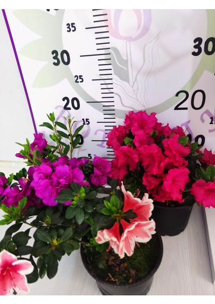 Pembe Açelya (Azalea) - Renkli ve Göz Alıcı Çiçekli Bitki