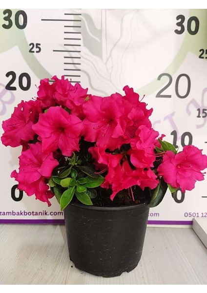 Pembe Açelya (Azalea) - Renkli ve Göz Alıcı Çiçekli Bitki