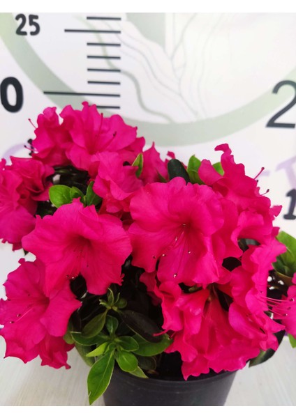 Pembe Açelya (Azalea) - Renkli ve Göz Alıcı Çiçekli Bitki