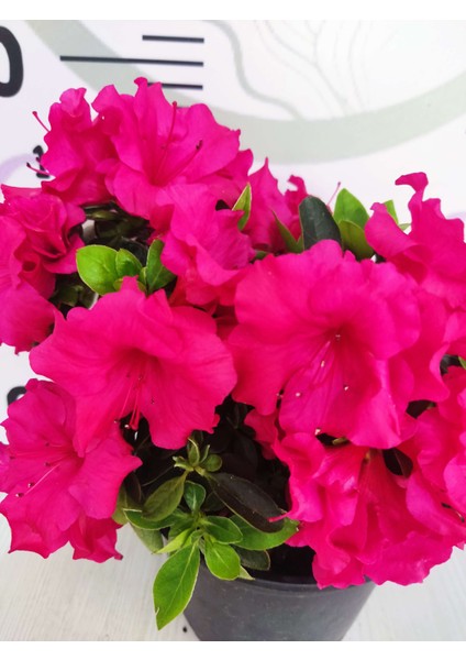 Pembe Açelya (Azalea) - Renkli ve Göz Alıcı Çiçekli Bitki