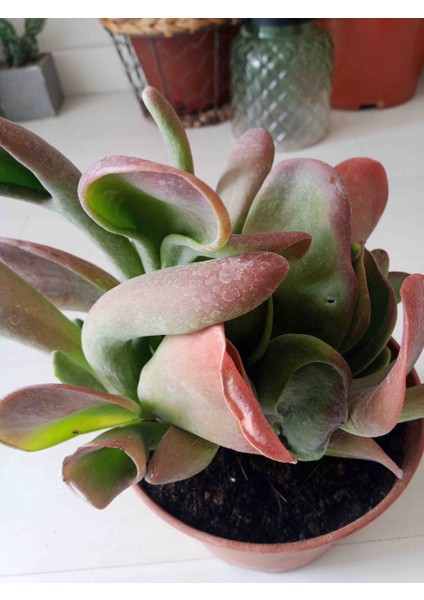 Kalanchoe Luciae Oricula Büyük Ebat