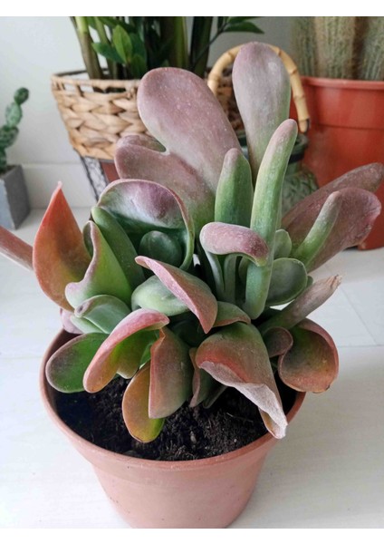 Kalanchoe Luciae Oricula Büyük Ebat