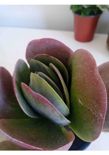 Kalanchoe Thyrsiflora Sukulent