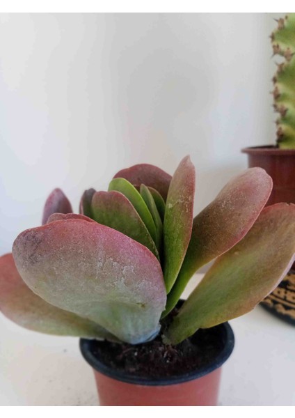 Kalanchoe Thyrsiflora Sukulent