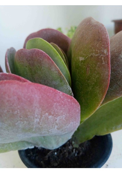 Kalanchoe Thyrsiflora Sukulent