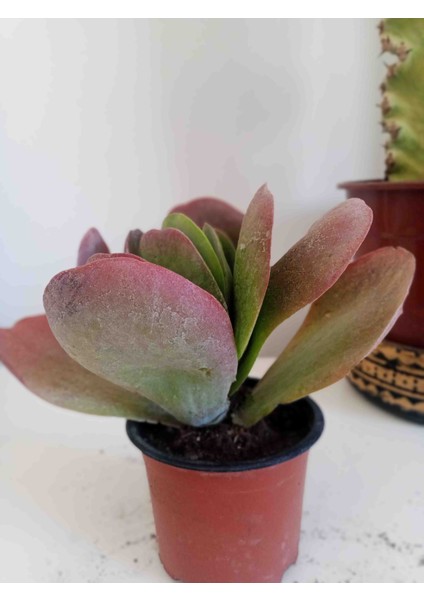 Kalanchoe Thyrsiflora Sukulent