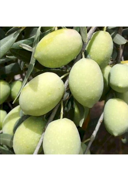 Seneye Meyve Verecek Durumda Kendine Verimli Iri Meyveli Kırmalık Doldurmalık Domat Zeytin Fidanı