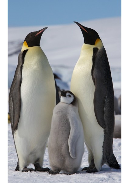 Penguen Ayakta Siyah Magnet 9 x 4 cm Mavi Nazar Boncuk Metal Cam Tasarım Imparator Snow 1 Adet fiyatları