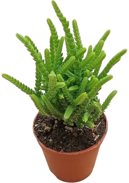 Prenses Çamı Sukulent / 5,5 cm Saksıda / Crassula Muscosa Succulent
