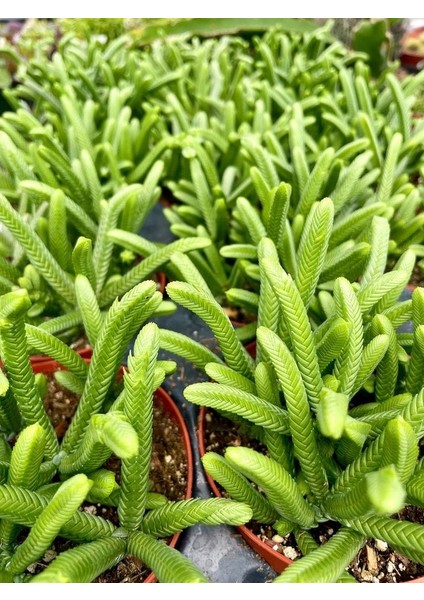 Prenses Çamı Sukulent / 5,5 cm Saksıda / Crassula Muscosa Succulent
