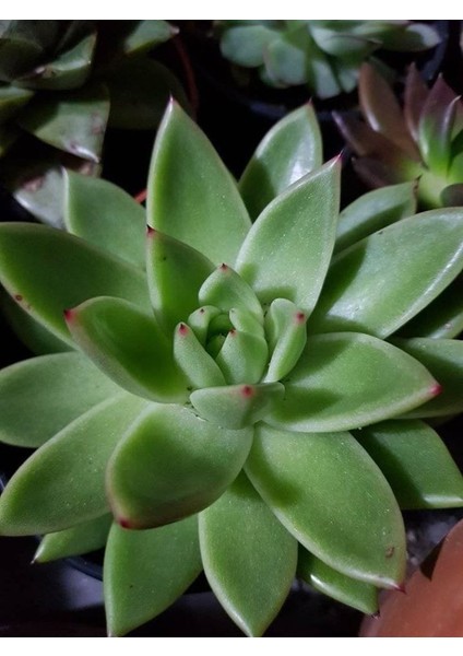 Dudak Boyası Eçeverya Sukulent / 5,5 cm Saksıda / Echeveria Agavoides Lipstick Succulent