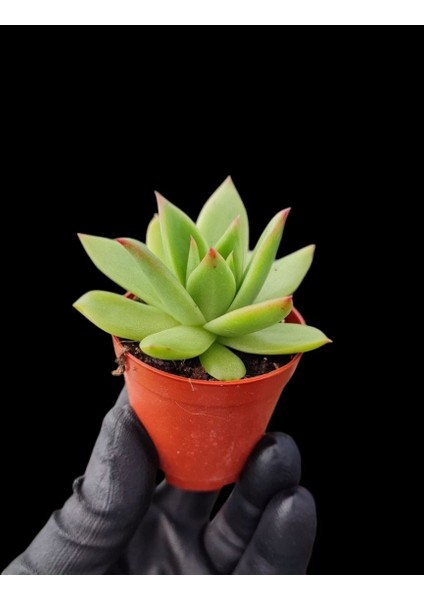 Dudak Boyası Eçeverya Sukulent / 5,5 cm Saksıda / Echeveria Agavoides Lipstick Succulent