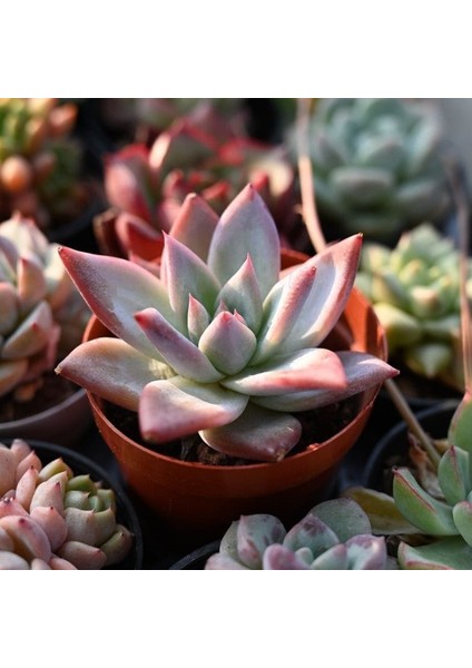 Pudralı Eçeverya Sukulent - 5,5 cm Saksıda - Echeveria (Eçeverya) Colorata Succulent