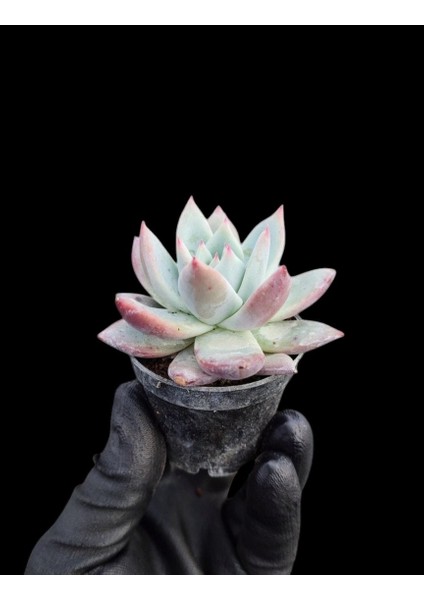 Pudralı Eçeverya Sukulent - 5,5 cm Saksıda - Echeveria (Eçeverya) Colorata Succulent