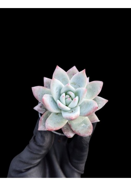 Pudralı Eçeverya Sukulent - 5,5 cm Saksıda - Echeveria (Eçeverya) Colorata Succulent