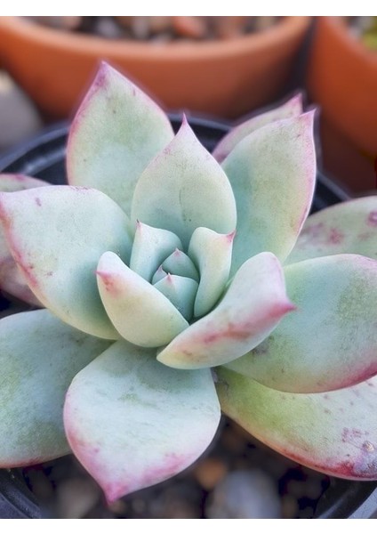 Pudralı Eçeverya Sukulent - 5,5 cm Saksıda - Echeveria (Eçeverya) Colorata Succulent