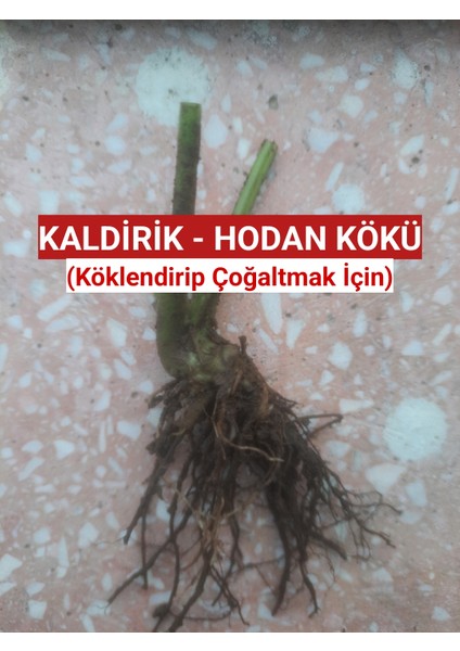 2 Adet Kaldirik - Hodan - Ispıt Otu Kökü Fidesi - Açık Kök (Köklendirip Çoğaltmak Için)