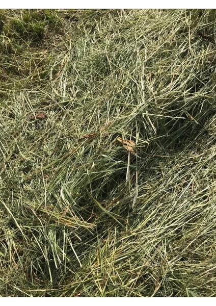 Kemirgen Çayır Otu Taze 2 kg fiyatları