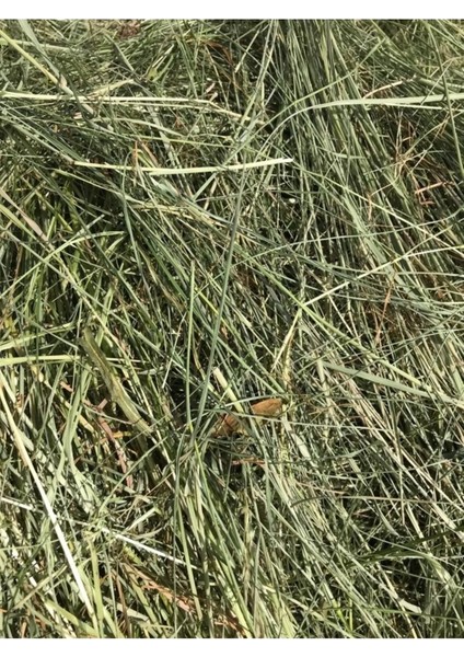 10 Adet 350 Gr. Çayır Otu (Tavşan,hamster,ginepig)