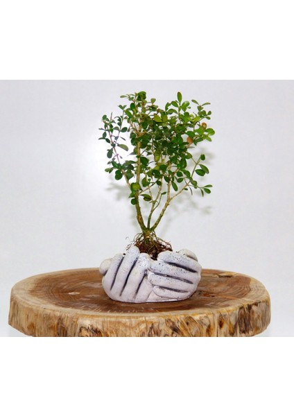 Dekoratif Avuç Saksıda Bonsai Buxus 3 Adet