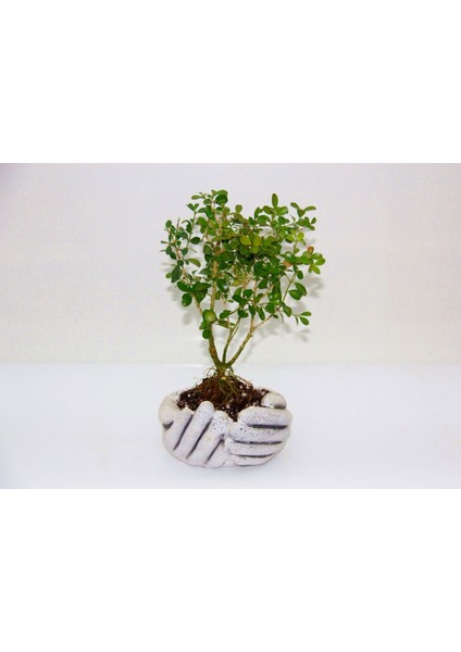 Dekoratif Avuç Saksıda Bonsai Buxus 3 Adet modelleri