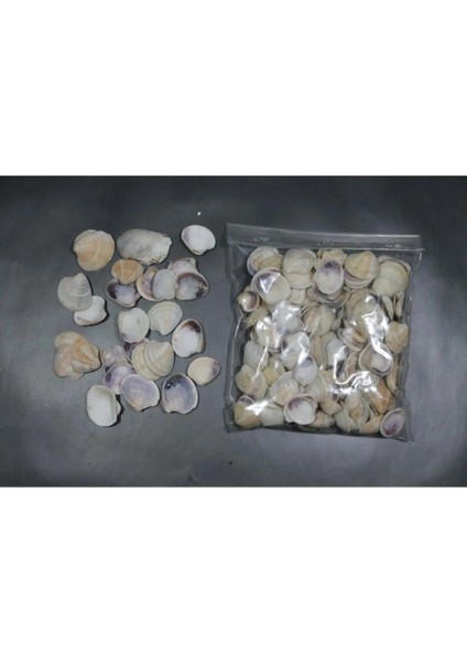 Küçük Deniz Kabuğu Süs Dekoratif Akvaryum Süsleme 100 gr
