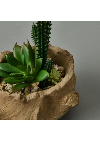 Ağaç Kökü Saksıda Sukulent - 15X16X16 cm fırsatları
