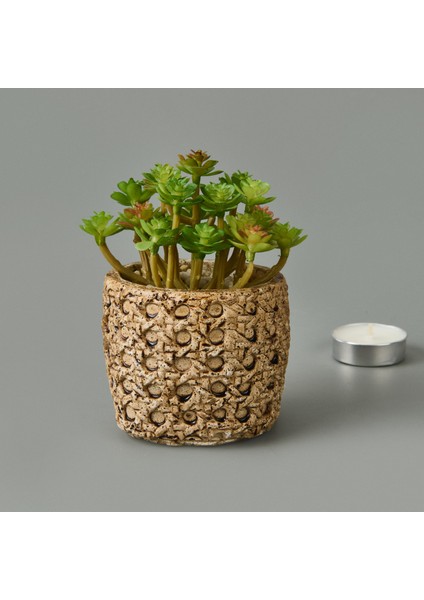 Hasır Efekt Saksıda Sukulent - 7X8X8 cm