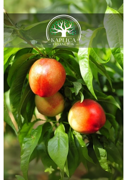 Tüplü Bursa Nektarin Fidanı ( Tüysüz Şeftali )