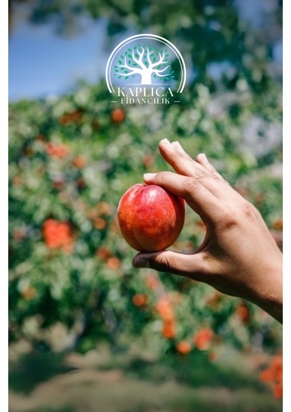 Tüplü Bursa Nektarin Fidanı ( Tüysüz Şeftali ) fiyatları