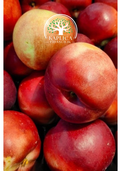 Tüplü Bursa Nektarin Fidanı ( Tüysüz Şeftali ) modelleri