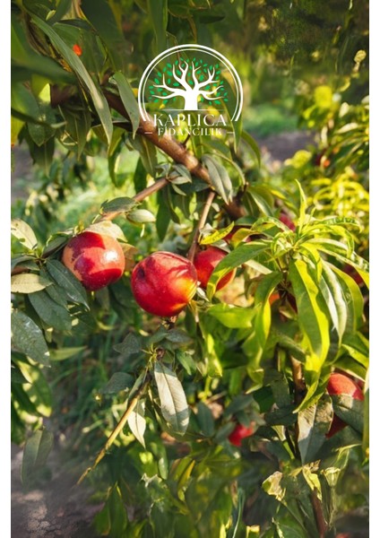 Tüplü Bursa Nektarin Fidanı ( Tüysüz Şeftali ) fırsatları