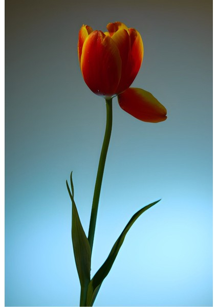 Sarı-Kırmızı Lale Çiçek Kombini 01 |Çerçeveli Cam Tablo 2'li Dikey fiyatları