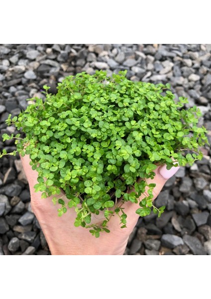 Arap Saçı Helxine Soleirolii 100 Adet